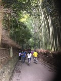 Chemin de bambous
